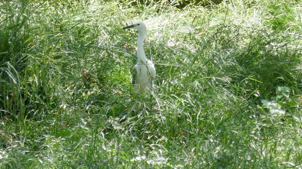 108 - 20170518 Herons