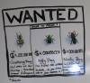 311 - Bugs